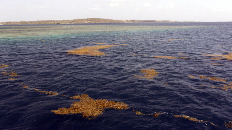 Sargassum drifting by