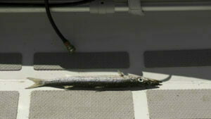 Bad choice of flight path