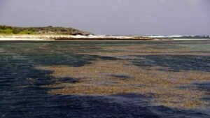Sargasso at Green Island