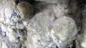 Pederson Cleaner Shrimp