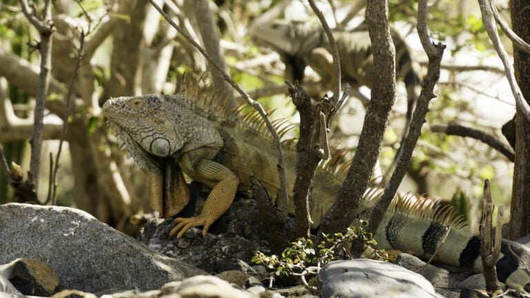 Iguana