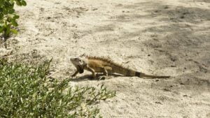 This iguana was the sole occupant of the main beach at the closed Biras Creek resort