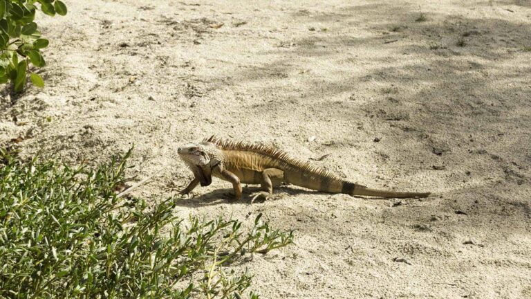 This iguana was the sole occupant of the main beach at the closed Biras Creek resort