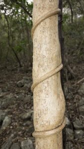 The vine's effects can be seen where the tree's diameter has been constricted