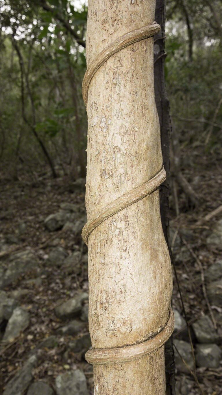 The vine's effects can be seen where the tree's diameter has been constricted