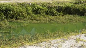 This stagnant water in the salt pond of Philipsburg had a particularly pungent smell.