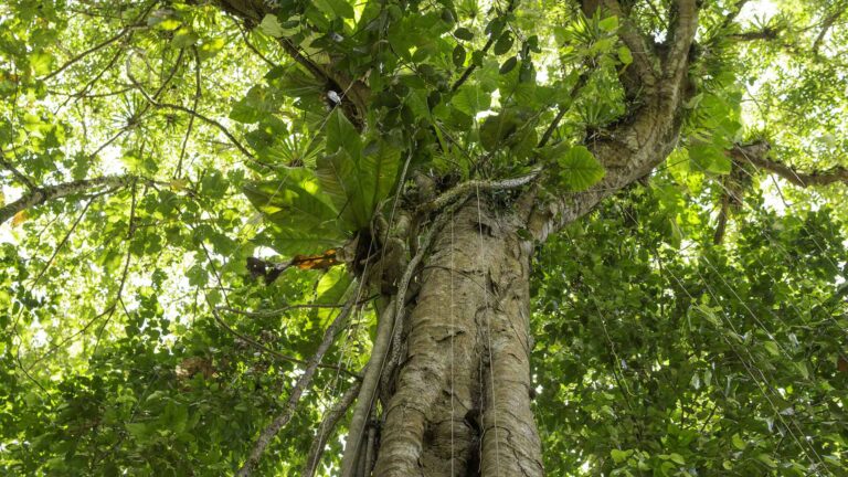 Tree canopy in the forest