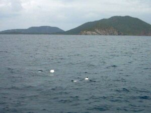 Fish traps are difficult to spot, here are some lurking