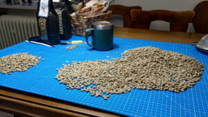 Green coffee beans getting sorted prior to roasting