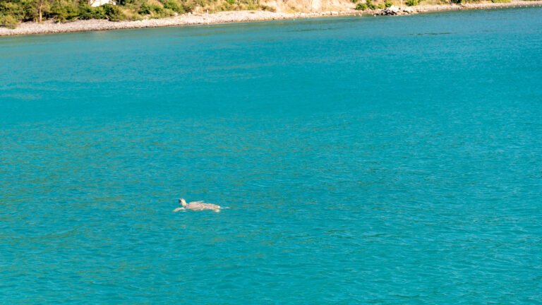 Turtle surfacing at Anse Marcel