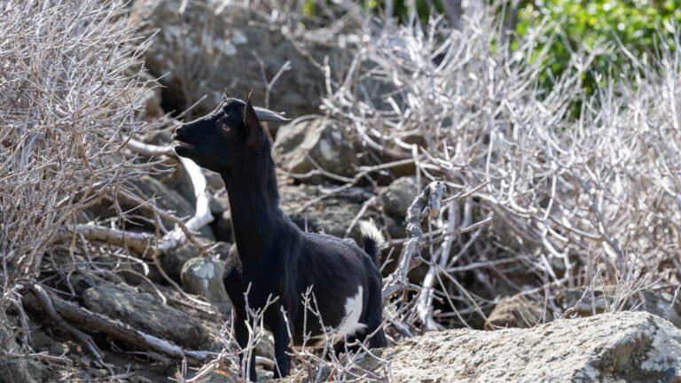 Goats in Anse Colombier