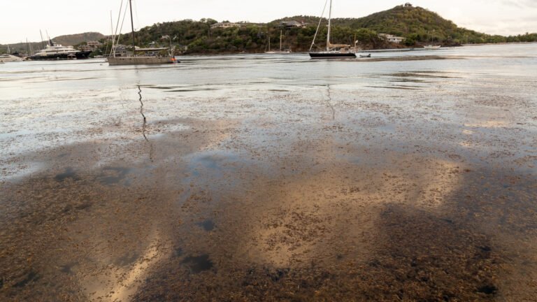 Drifting Sargassum