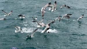 Feeding on small fry