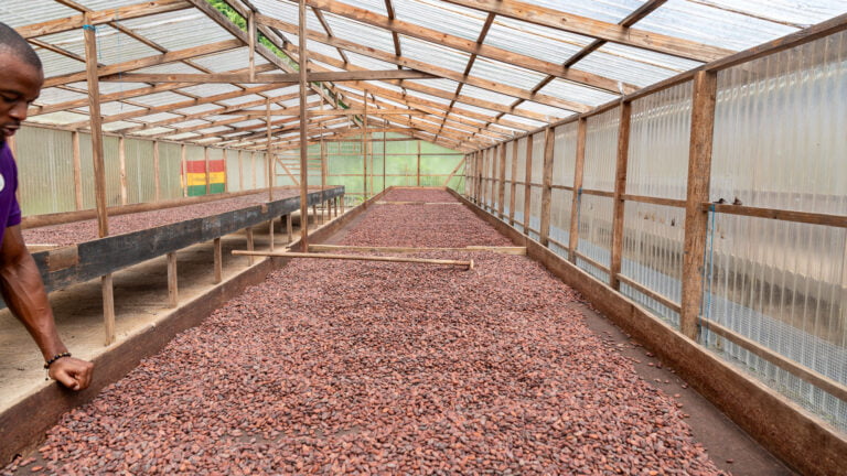 Cocoa beans drying inside