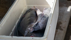 Catch of the day - yellowfin tuna