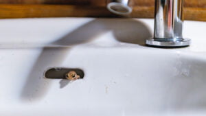 Small frog in the sink
