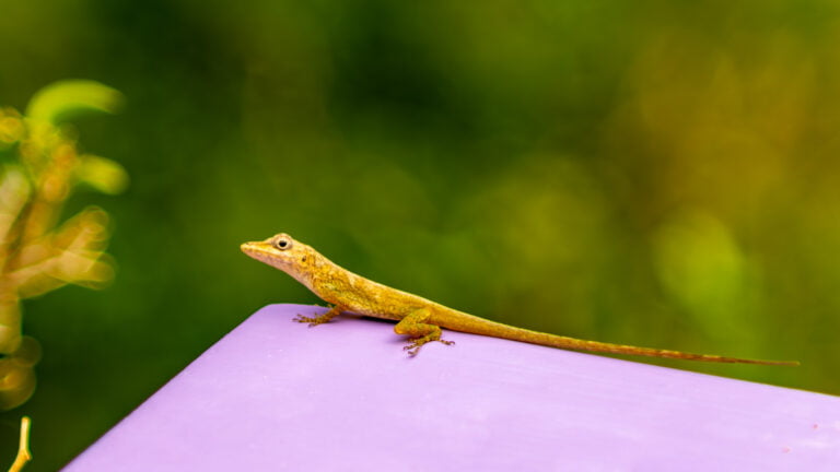 Gecko on the veranda