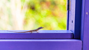 Gecko watching me work