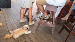 Dogspreading at the Soggy