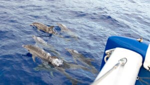 Dolphins frolicking around Cyrilla