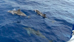 Dolphins frolicking around Cyrilla