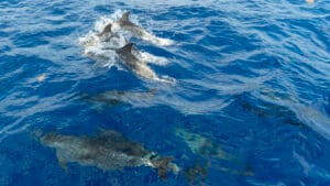 Atlantic Dolphins at the bow