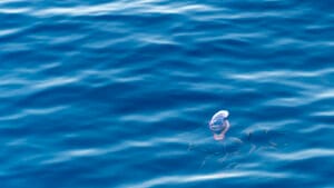 Portuguese Man of War