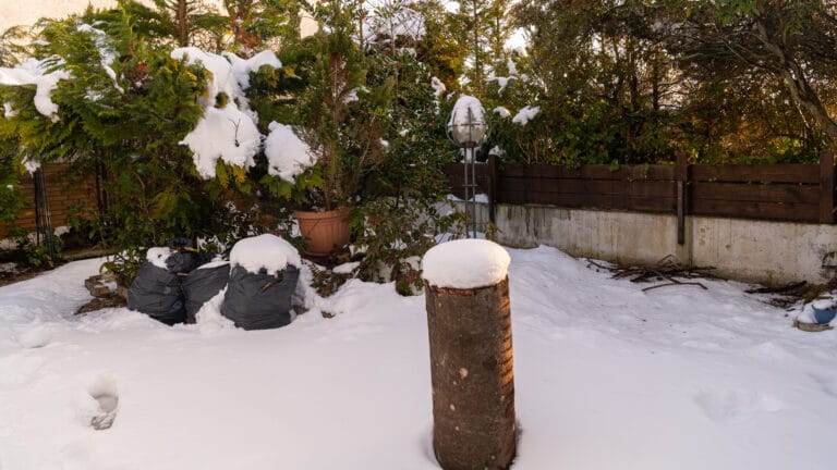 Snow in the garden